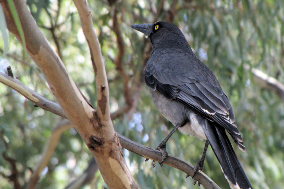 Grey Currawong (Strepera versicolor)